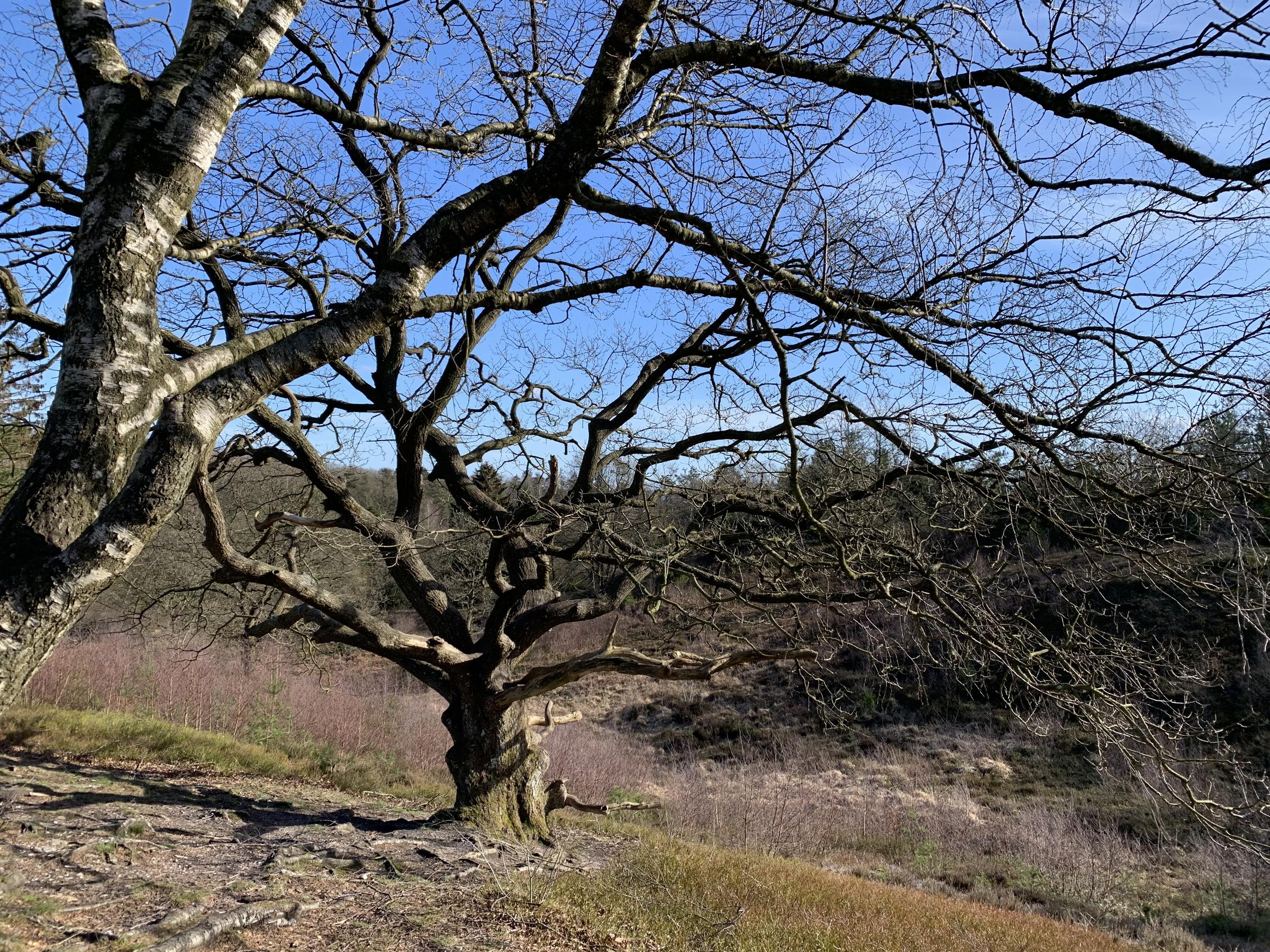 Lyngbakkerne ved Gammel Rye